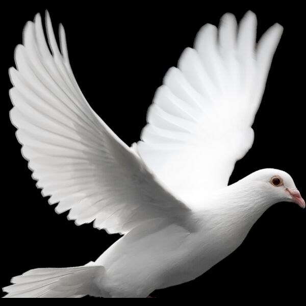 37 379301 doves clipart freedom dove of peace Thumbnail