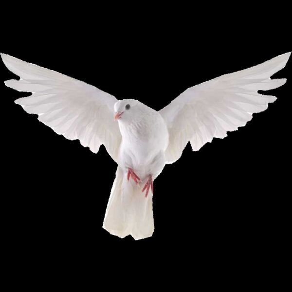 dove facing forward Thumbnail