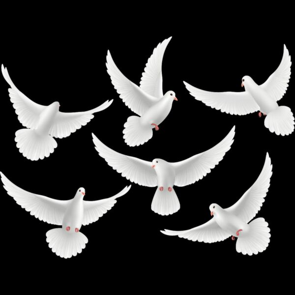 DOVES GROUP copy Thumbnail