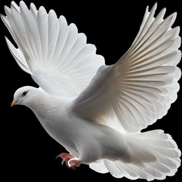 white dove isolated white background flying bird with wings spread generative ai copy Thumbnail